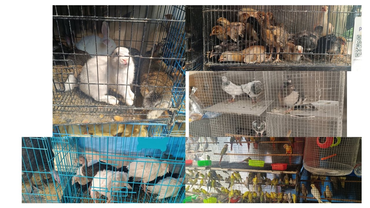Erragadda Sunday Market 🐓🐏#birds #birdsmarket #aseelmurga .1.3.2026