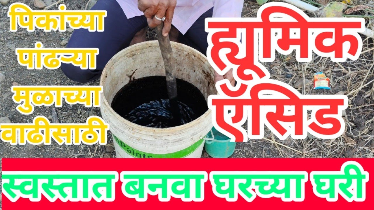 अंकुश पाटील संशोधन 700 रु किलो चे ह्यूमिक acid 100 रु किलो ने स्वतः कसे बनवायचे #ankushpatilagro 