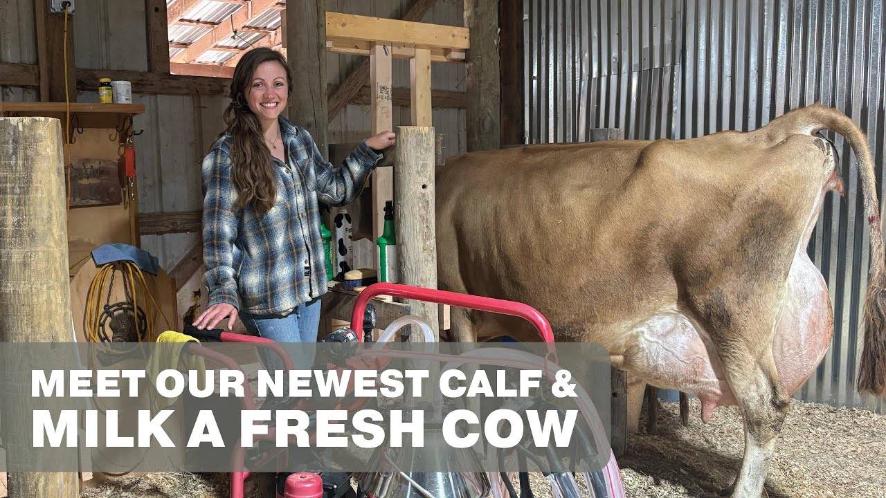 Milking a Freshened Cow | Jersey Cow Microdairy Milking