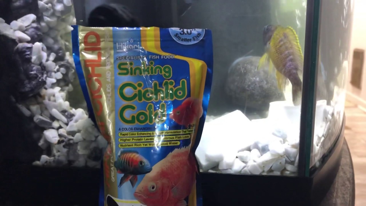 Review of sinking cichlid gold mini pellets pet smart product