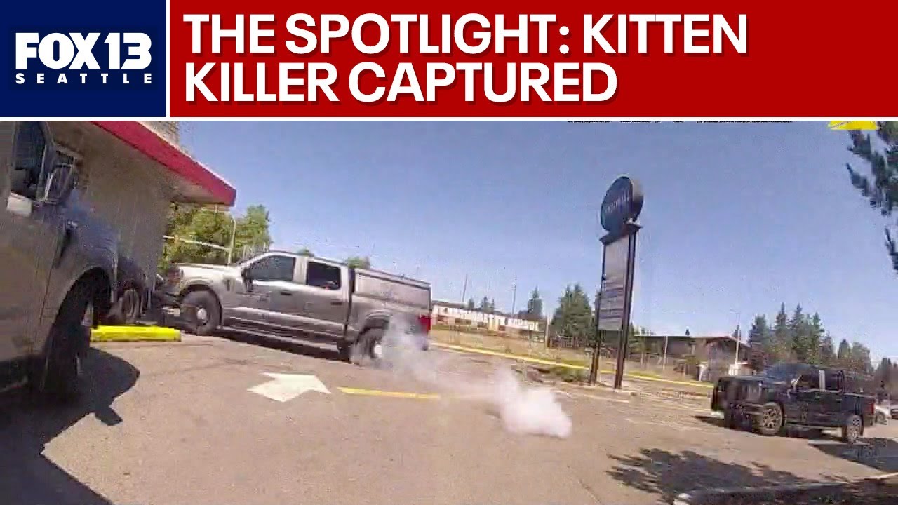 The Spotlight: Kitten killer captured