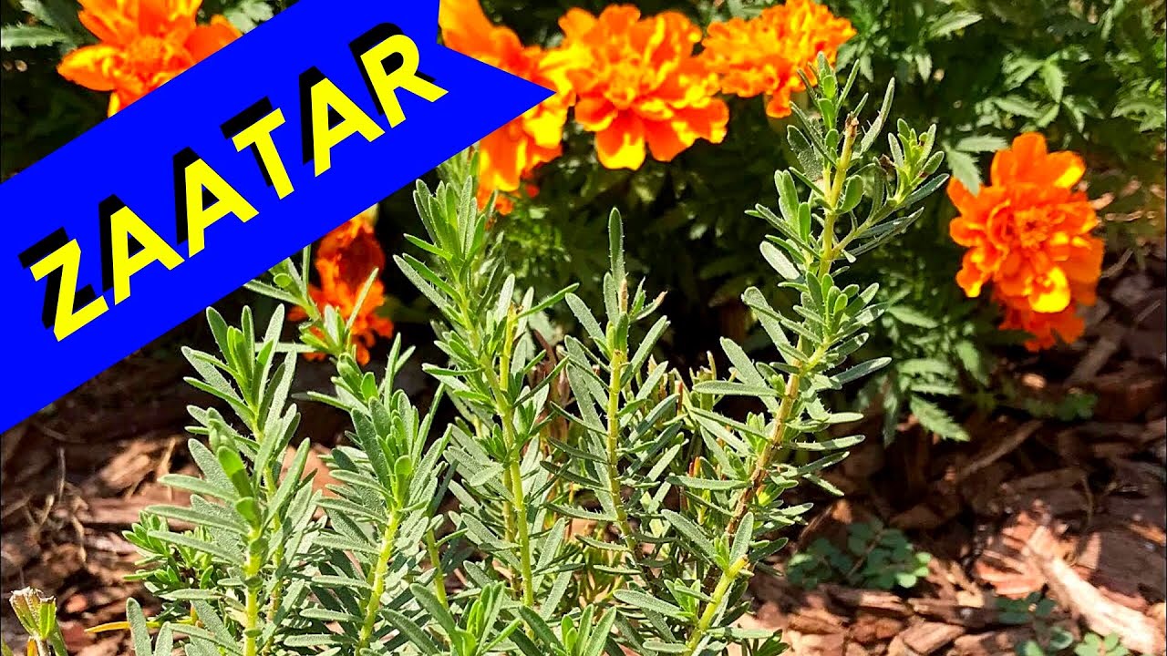 ZAATAR PLANTS - The Different Types of (Herb Varieties)