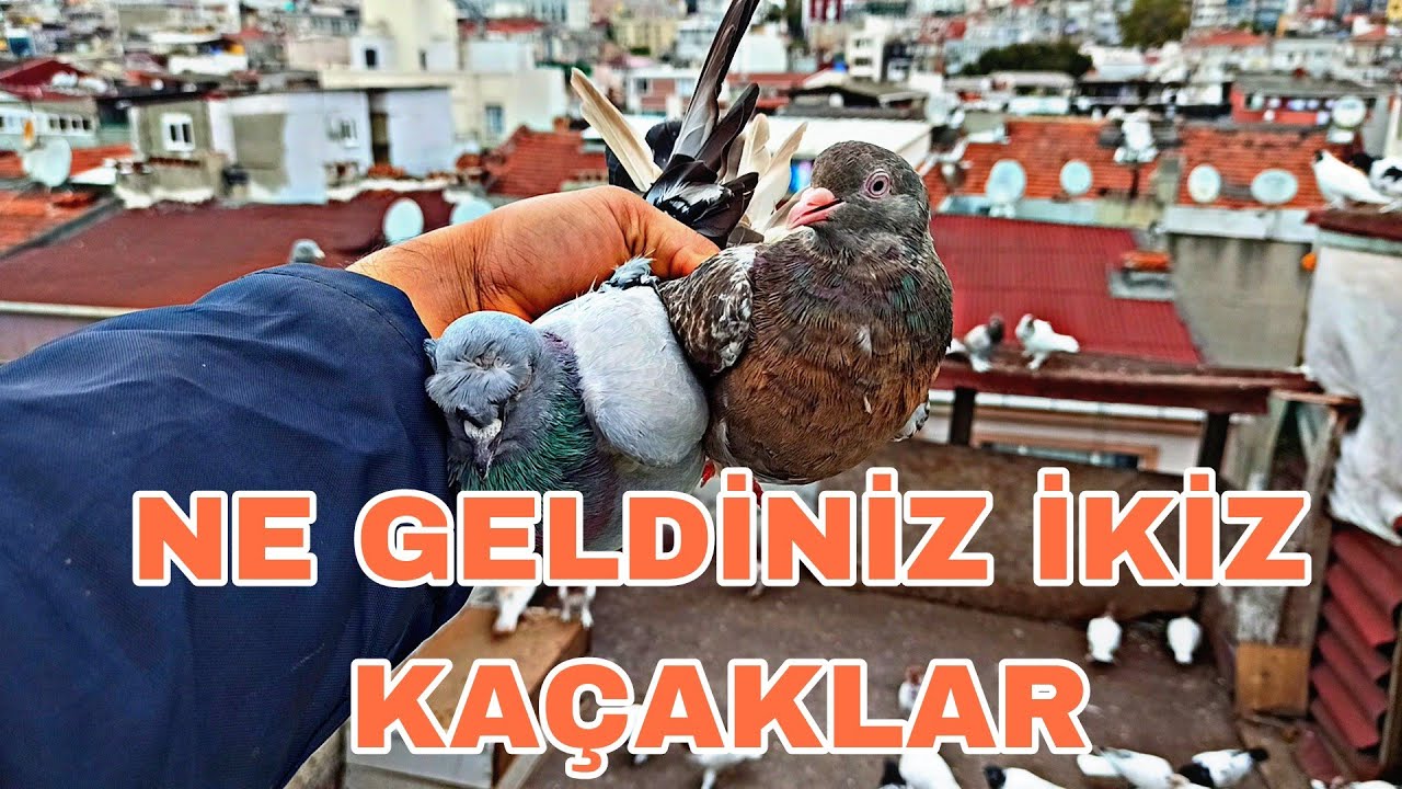 GÜNLER SONRA GELEN İKİZ KAÇAKLARİ 20 DAKİKA ARAYLA ALDİK