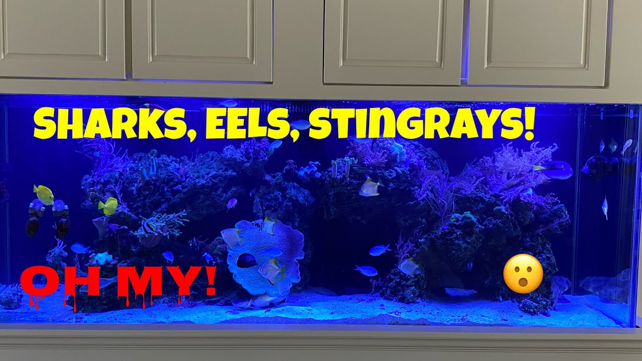 Aquarium service on a Reef/Predator tank