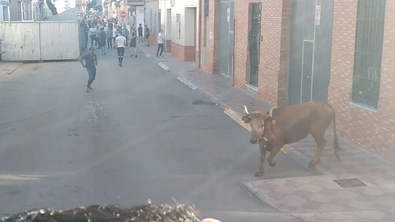 BOUS AL CARRER ALBUIXECH 2024/2