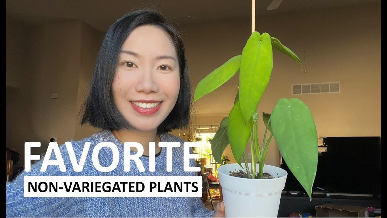My Top 5 Favorite Non-Variegated Houseplants (Beginner Friendly) | 2022