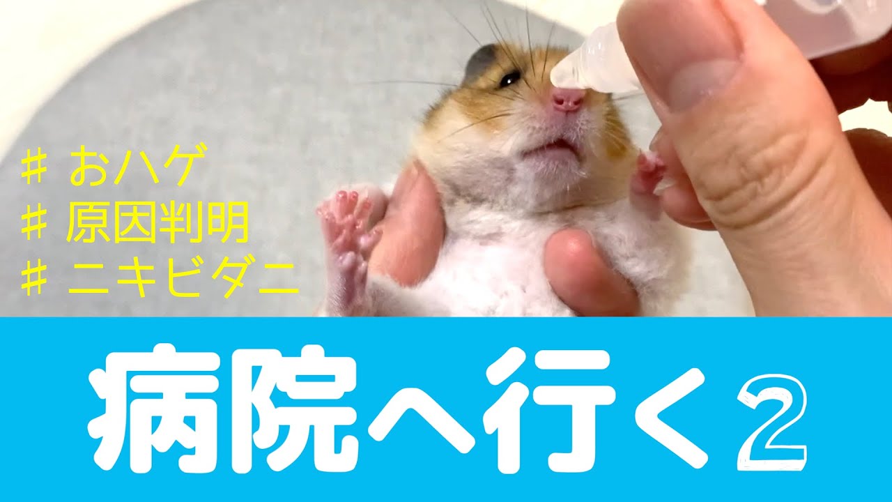 【ゴールデンハムスター】ぽちょむのおハゲの原因／Causes of hamster　POCHOM's hair loss