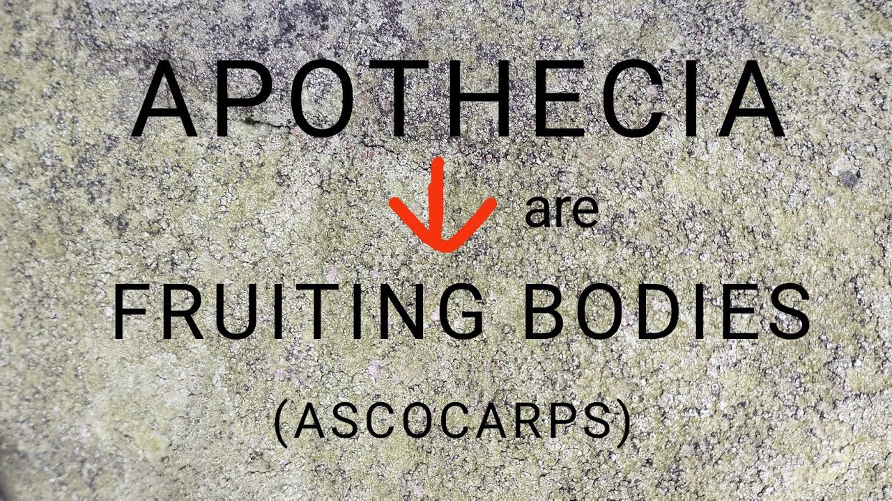 APOTHECIA STRUCTURE (V.S.) || BOTANY By Prabodhani