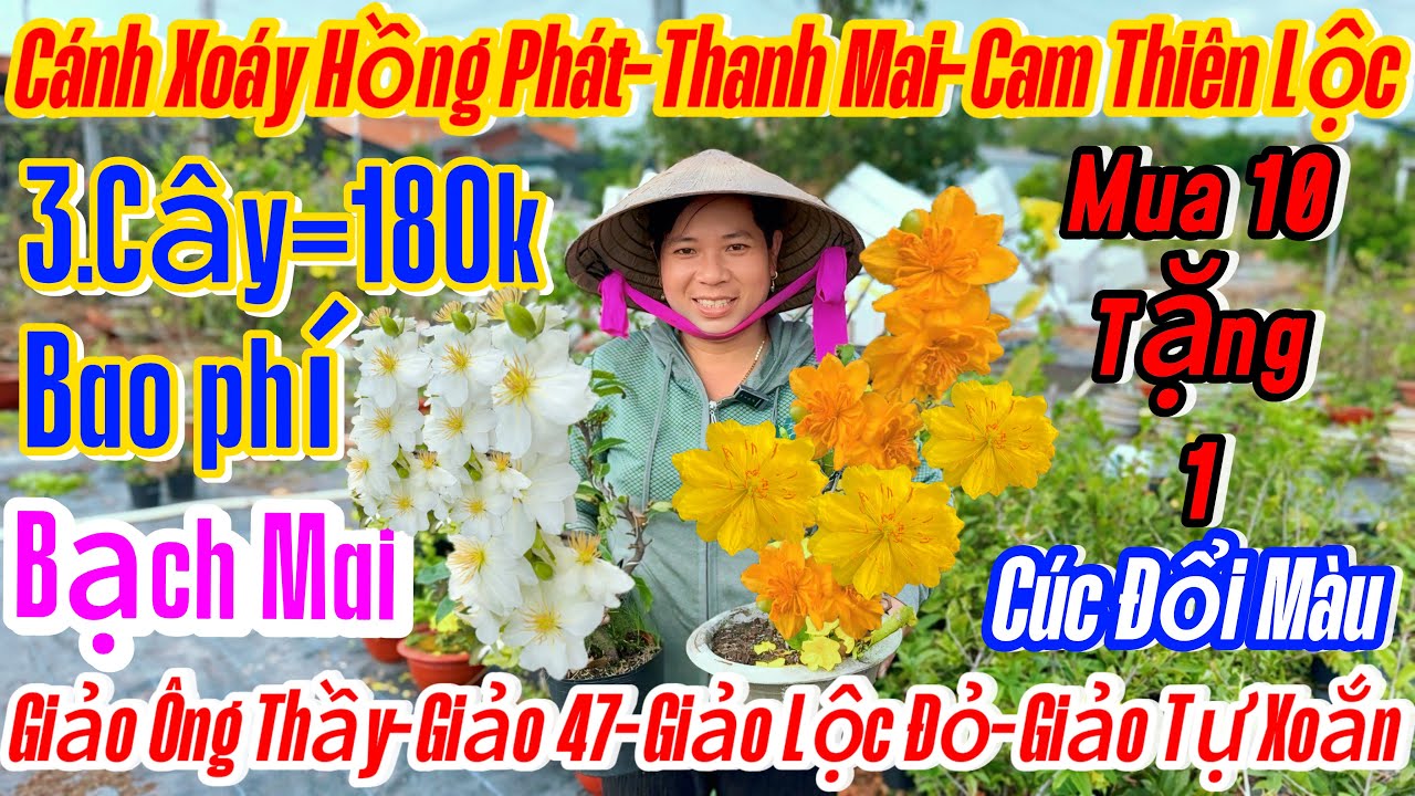 25/02☎️0333821029☎️🌴mai vàng giá rẻ🌴15 mã số-giảo ông thầy-cam thiên Lộc-lộc đỏ trường thịnh