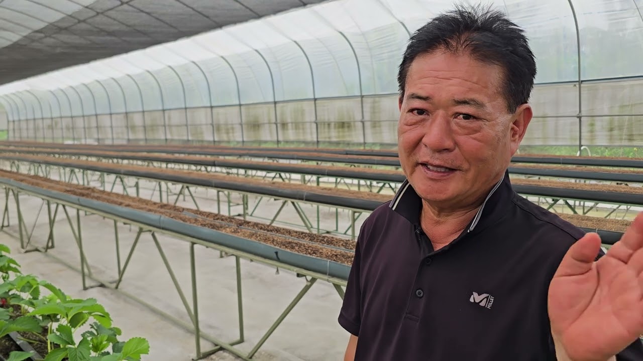황금알농법 인도네시아 딸기재배 무농약