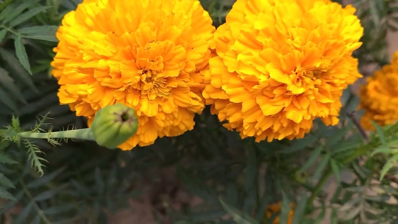 फूल को देख कर कली याद आती है । जहां वो रहती थी । वो गली याद आती है।