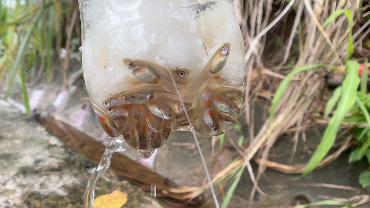 Catching wild guppies 抓野生孔雀鱼 - North of Singapore Location 1 新加坡北部1号点