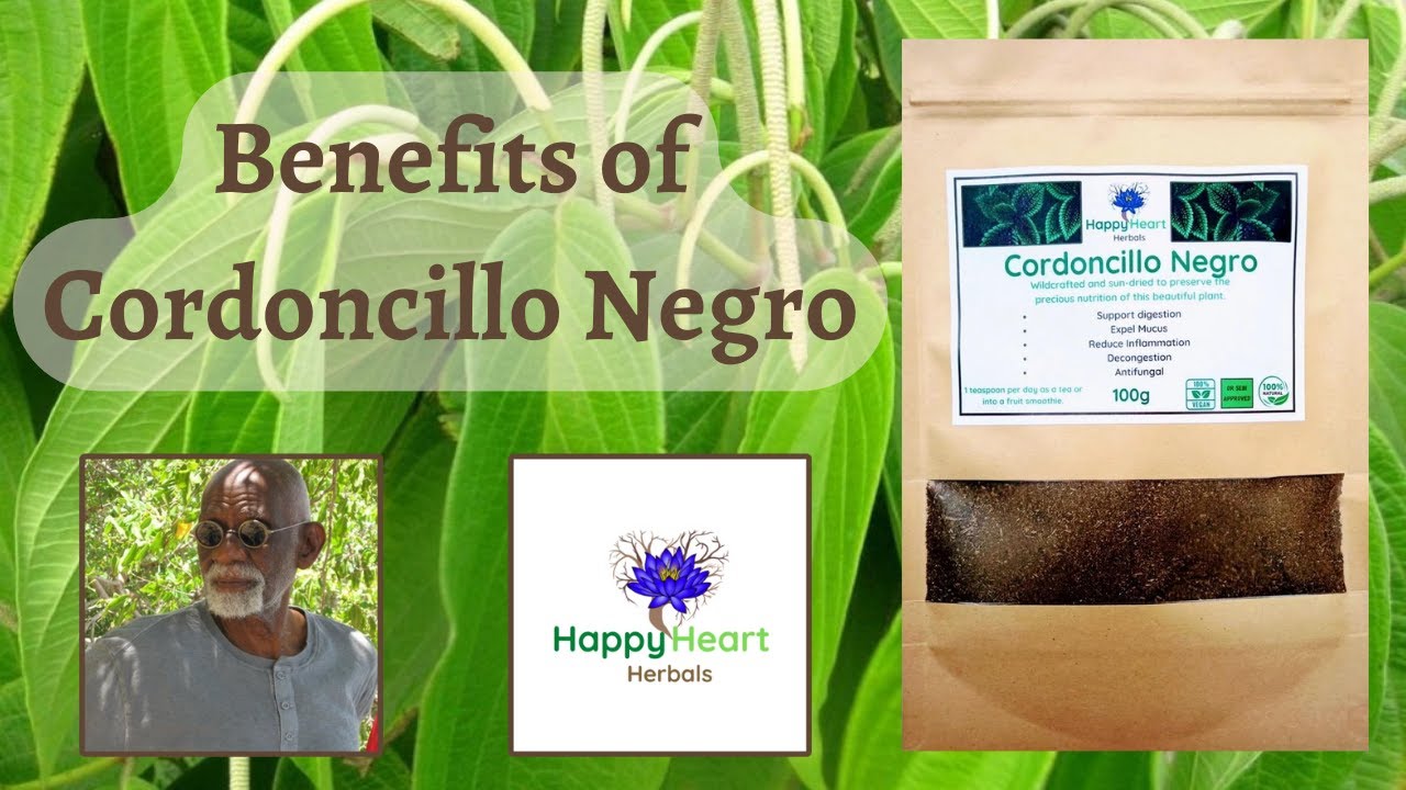 🌿 What Are The Benefits Of Cordoncillo Negro?🌿Dr Sebi Approved Electrical Alkaline Herb Purge Mucus🌿