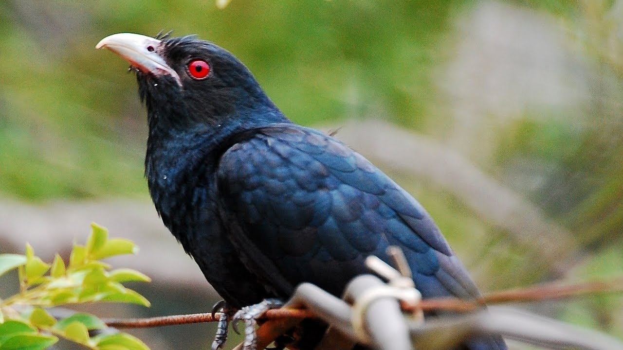 Cuckoo bird sound making so melodious in village life imagine
