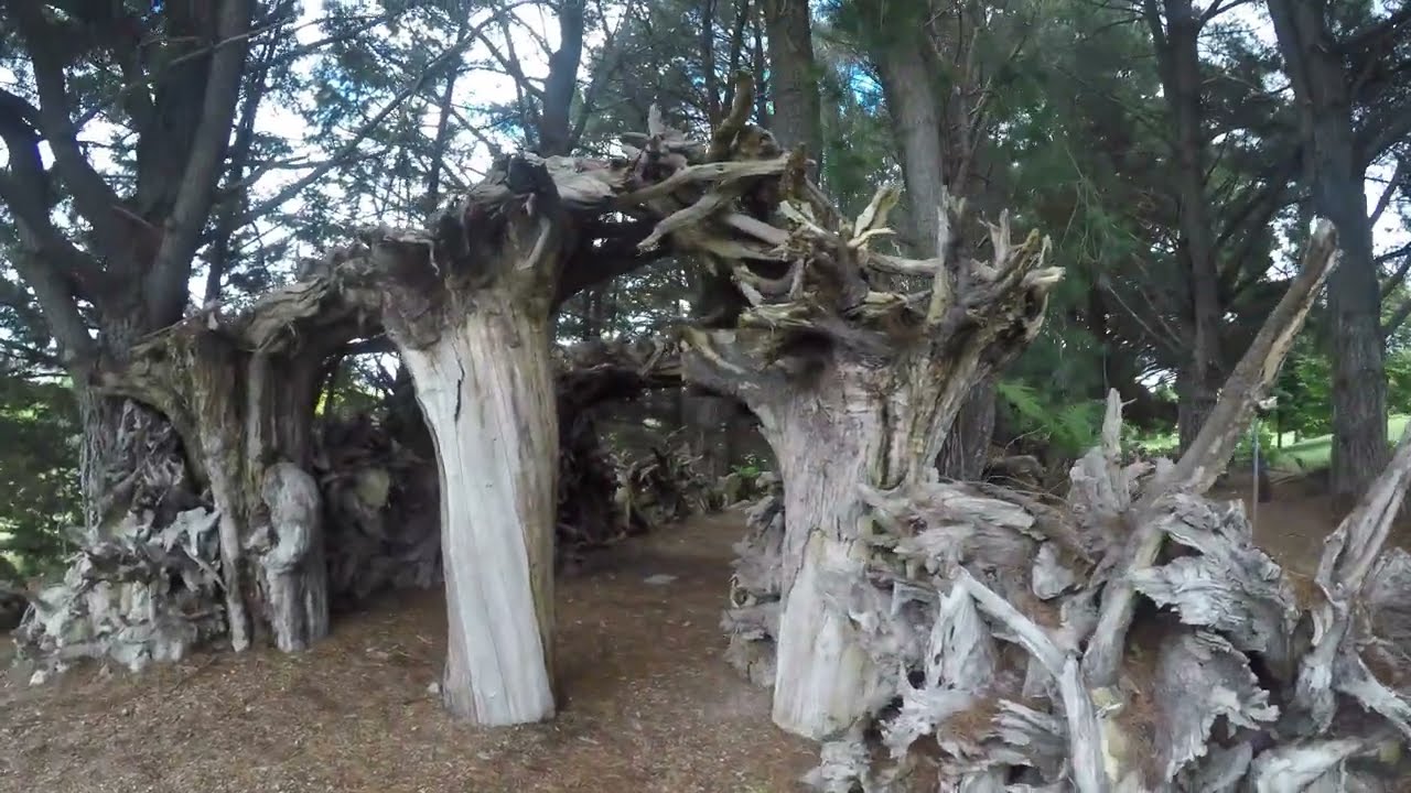 The Stumpery & Fernery