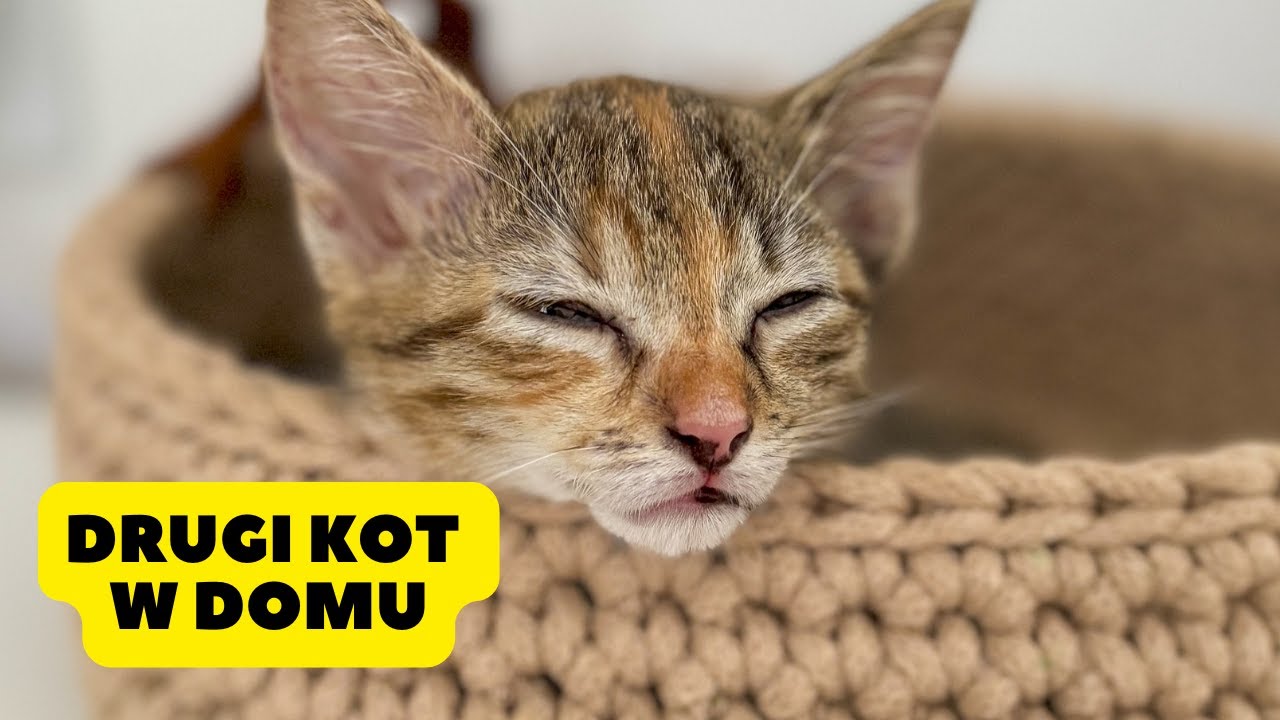 Mamy 2 Kota | Drugi Kot w Domu | Mały Kociak | jedz pysznie