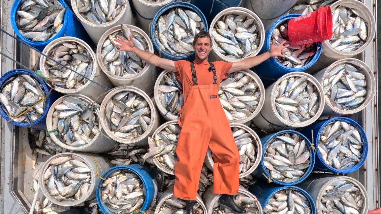 41,000 Fish in 6 Hours!