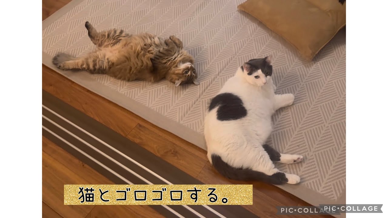 日曜ねこ劇場/Sunday Cat Theater12/21