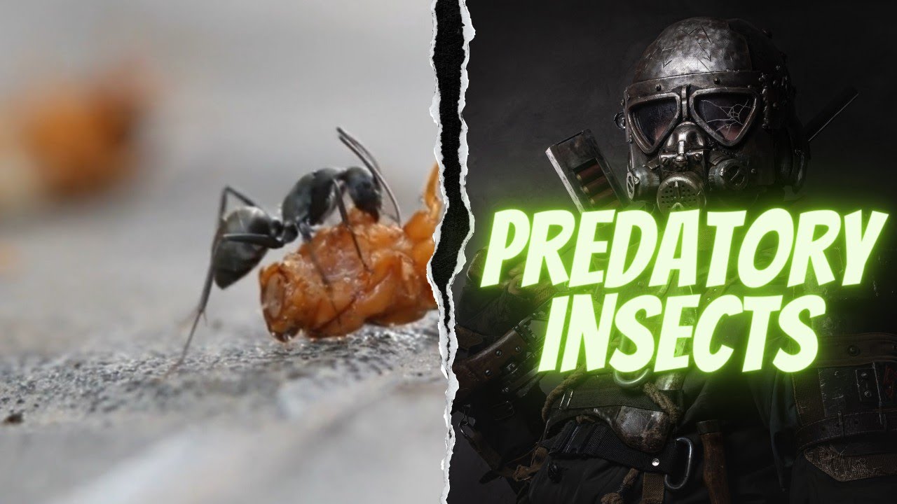 Predatory insects #insects #education #realnature73