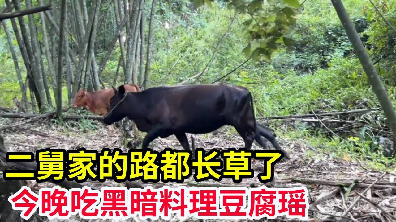 二舅家的路都长草了，今晚吃黑暗料理豆腐瑶，准备明天去摘野生葡萄！【山农乐哥】