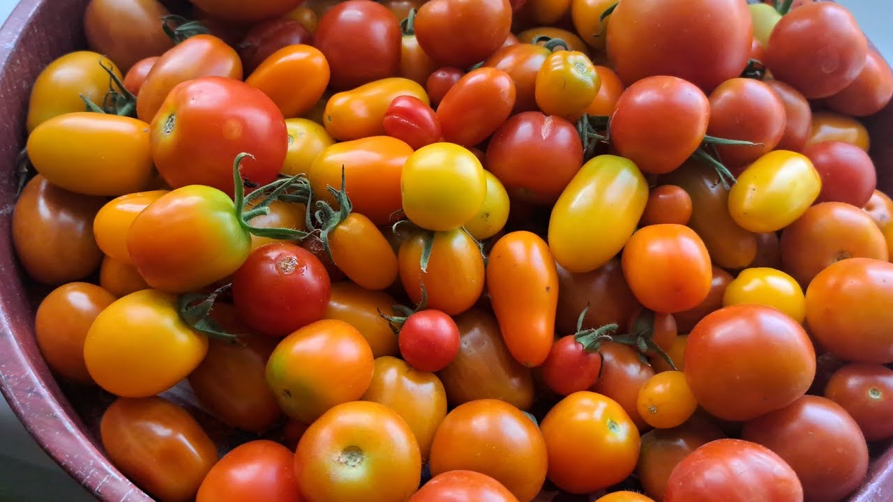 Čatní z rajčat 🍅🍅(skvělý vyzkoušený recept),Ortiva -postřik na rajčata .