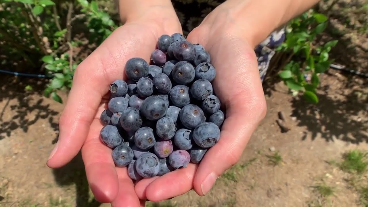Grounding Stone Farm  Summer 2020
