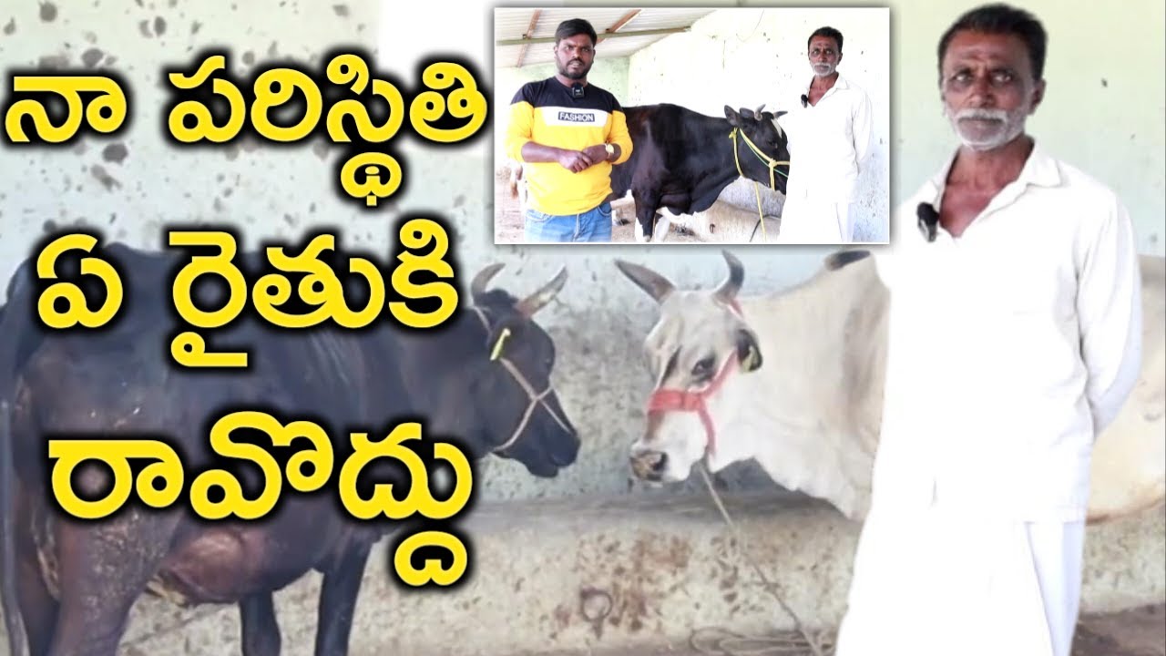 డైరీ ఫార్మ్ సమస్యలు|dairy farm problems|@MalleshAdla|