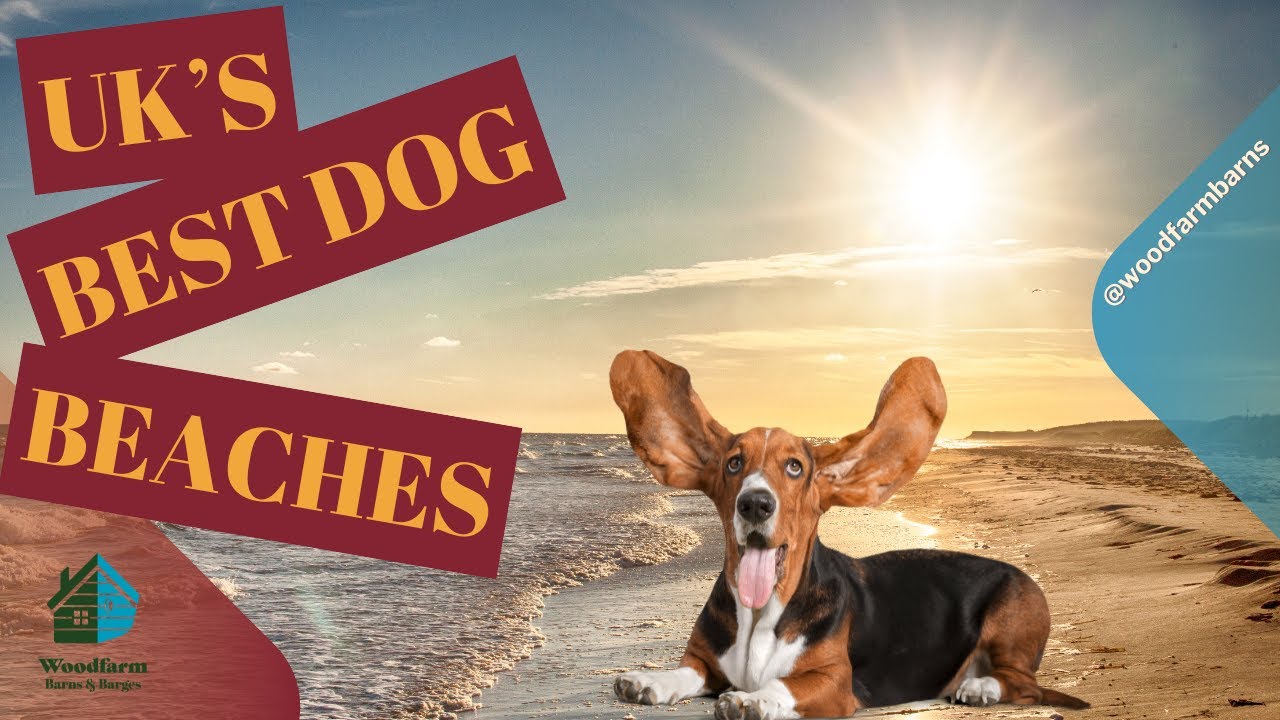 Best dog friendly beaches UK. Top 10 holiday destinations for 2026
