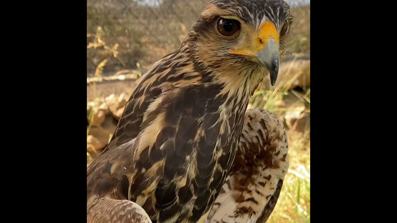 Aguililla de Harris Juvenil - Young Harris Hawk