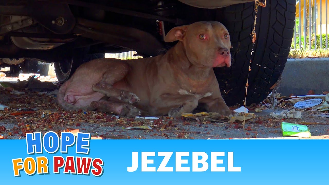 Stray Pit Bull gets hit by a car.  Luckily, someone called Hope For Paws to help. #senior