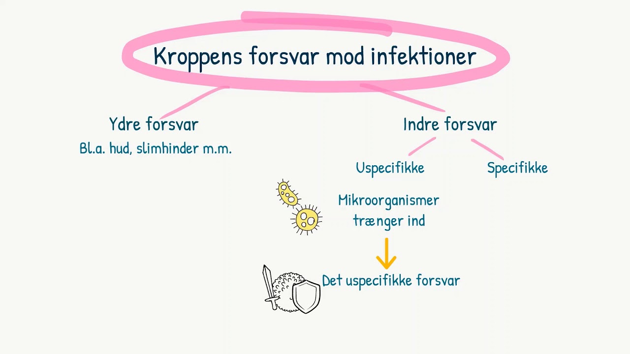 Immunforsvaret: Det uspecifikke forsvar