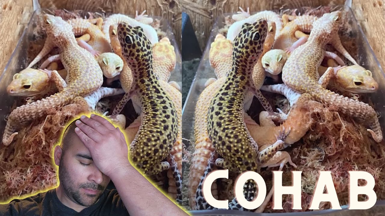 Should we CO-HAB our Leopard Geckos?