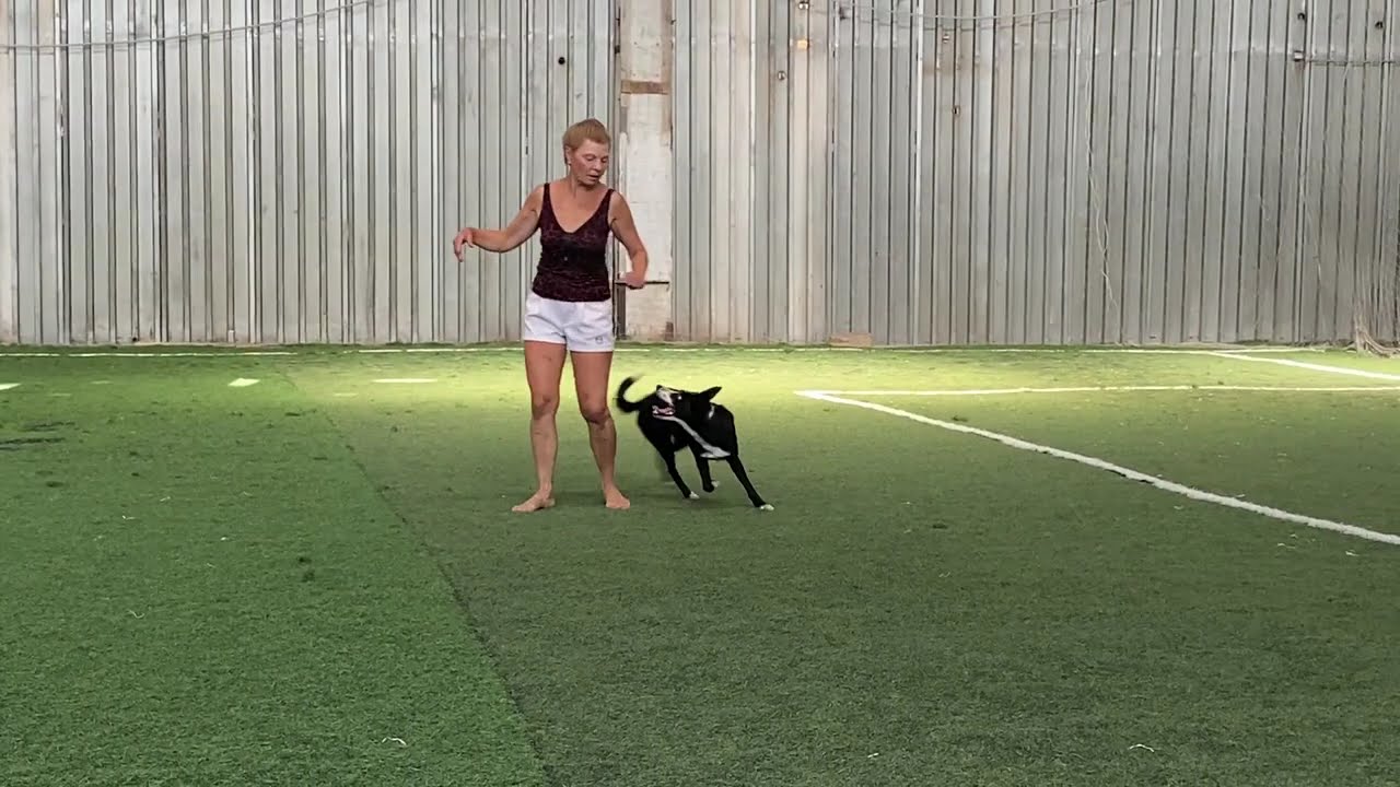 Танцы с собаками Dog dance Тимошина Светлана & Брина. Танец 