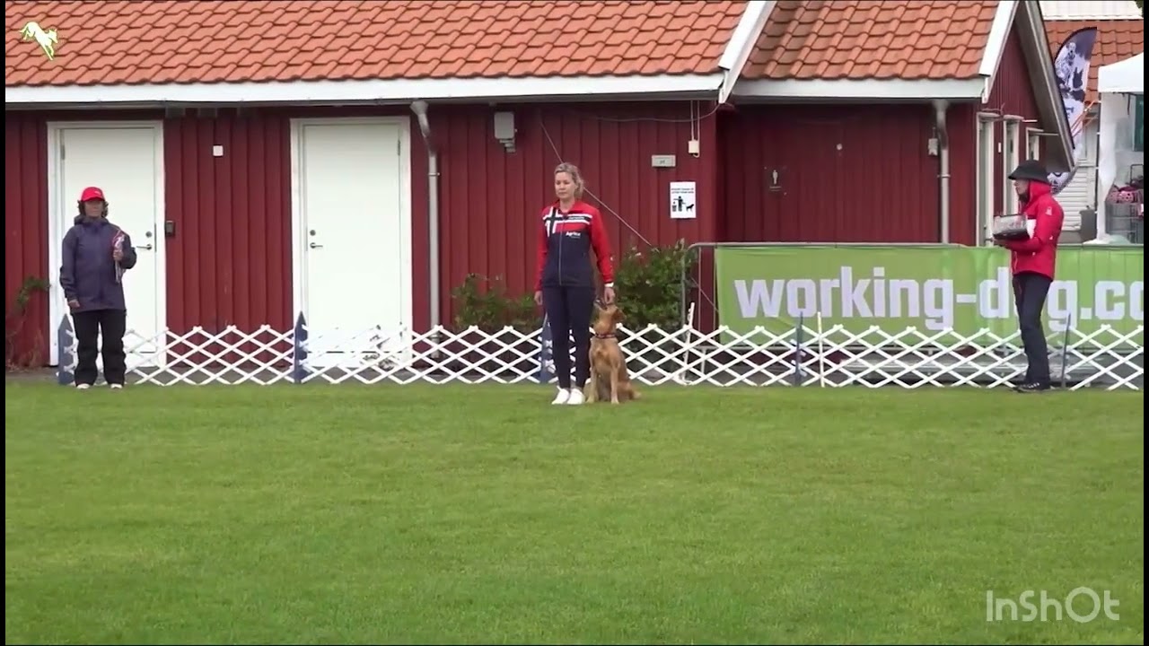 Renate Lund and golden retriever Poppi. The 2025 FCI Obedience World Championship. First day. 