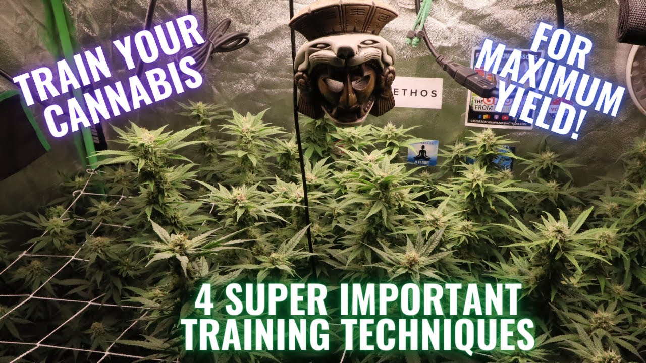 RGT GROW LESSONS: TRAIN YOUR CANNABIS PLANTS CORRECTLY! 4 SUPER IMPORTANT GARDENING TIPS