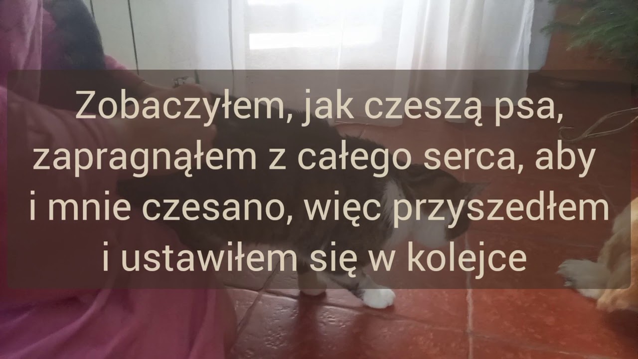 Justin Bibels Historia prawdziwa świąteczna i pacjent w naszej hodowli