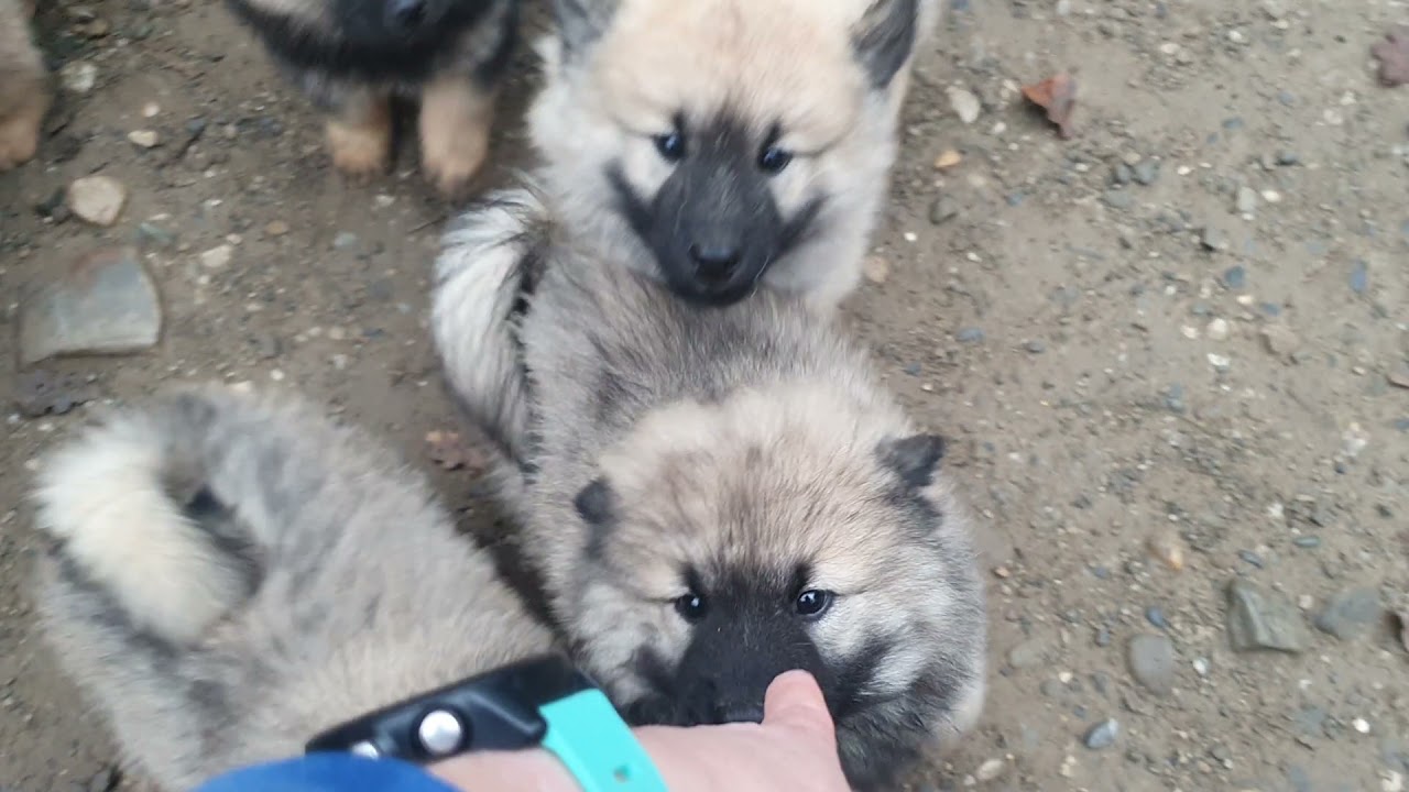 20211122 Lundi matin avec les bébés eurasiers ! portées mojito obiwan pyroli !