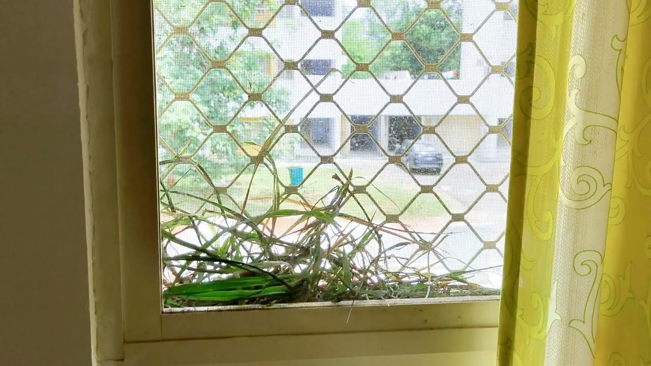 Full NEST Construction Time Lapse &bull; Watch till the end &bull;