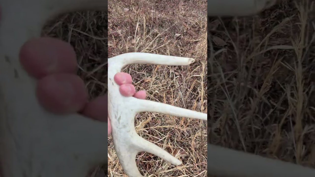 Shed Hunt Vlog 5 - 2026