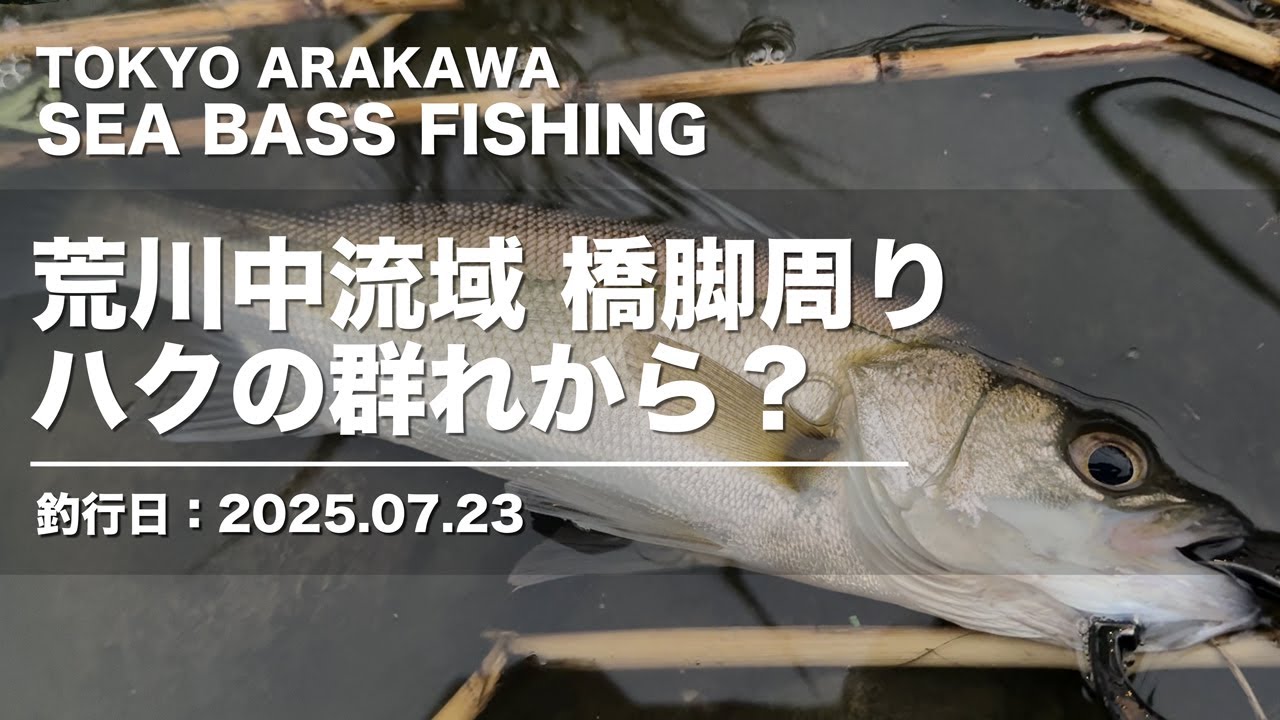 【荒川シーバス釣りログ - 2025.07.23】朝マズメの荒川中流域橋脚周り｜ちょっとサイズアップ？