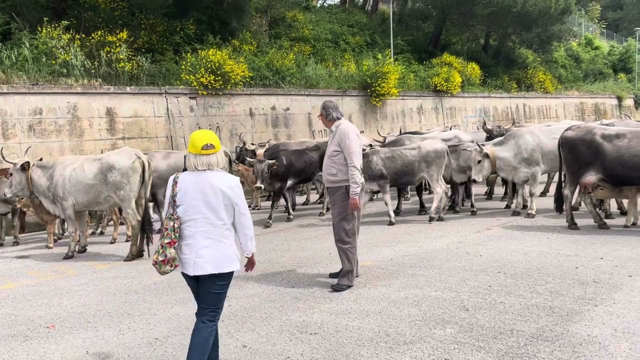 Transumanza Picerno 24 maggio 2025