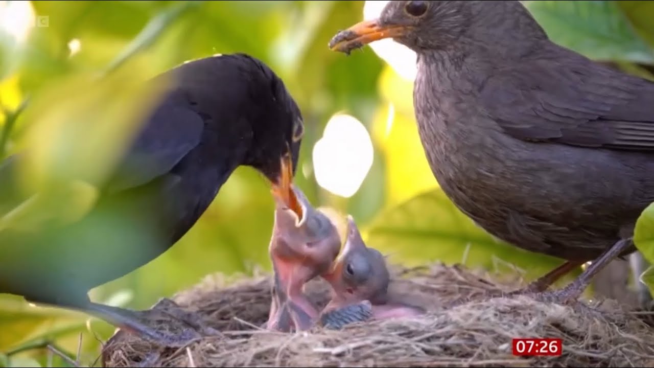 Deadly Usutu virus linked to decline in Blackbirds in the UK | BBC Breakfast News 15.05.25