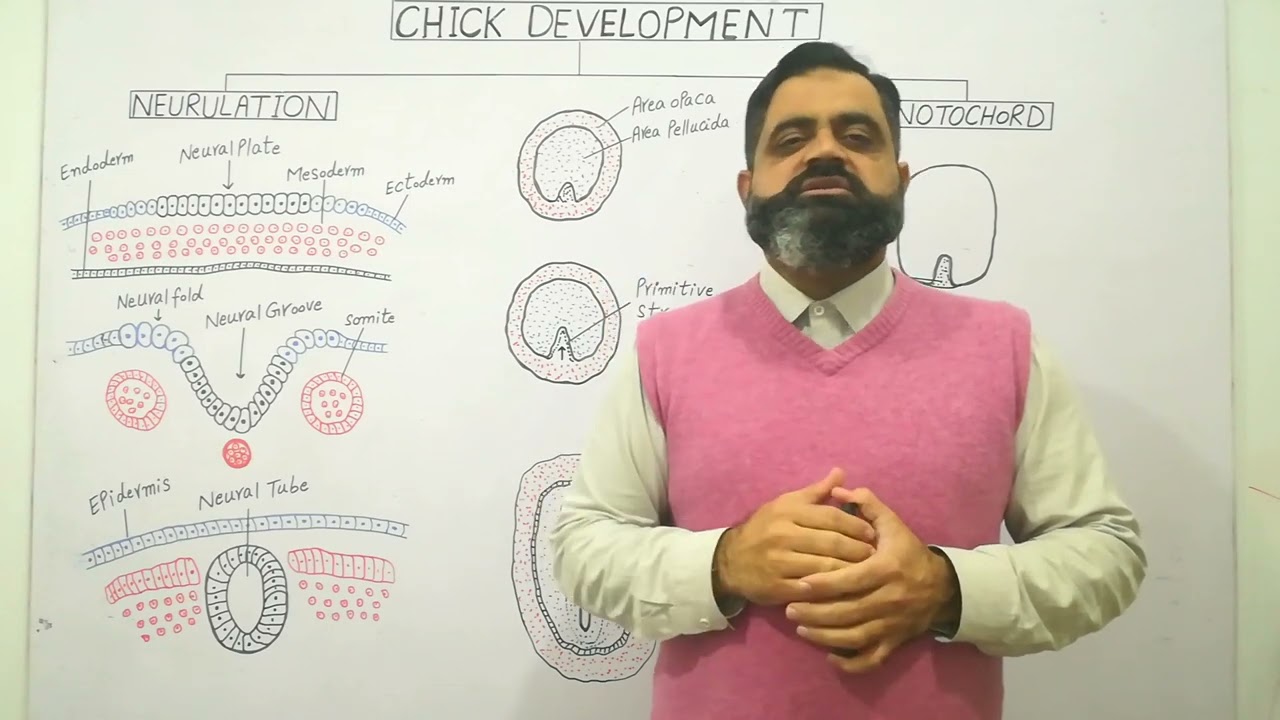 Neurulation Urdu /Hindi medium @prof.masoodfuzail | Notochord formation in chick Embryo |Neurula