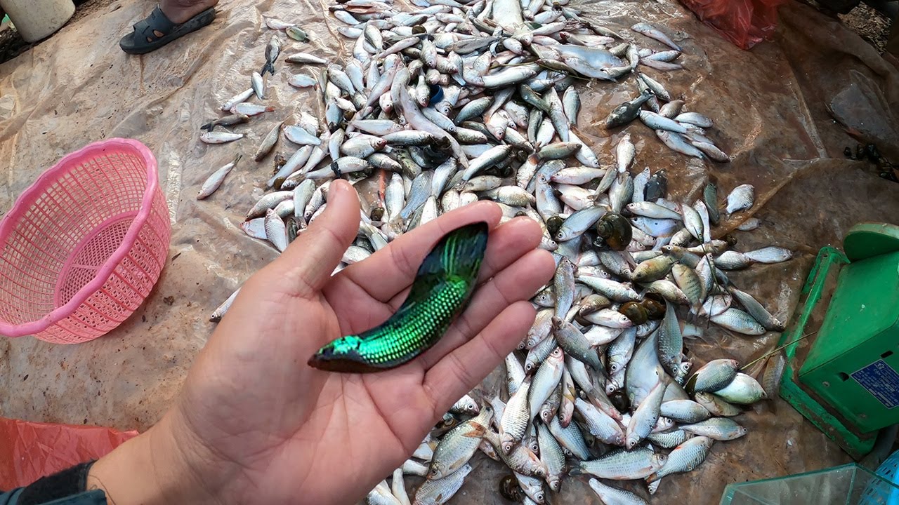 Recuse Beautiful Betta Fish (Alien) to my Aquarium.