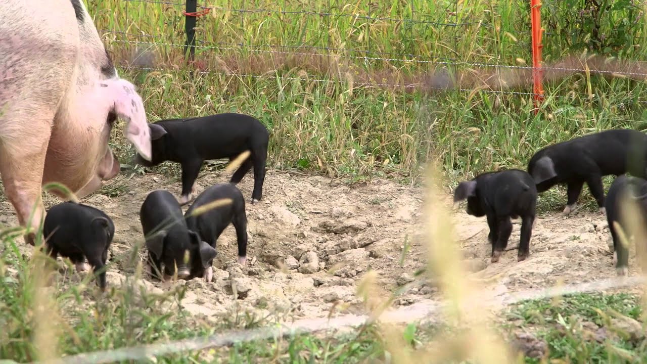 Rodale Insitute Organic Hog Facility