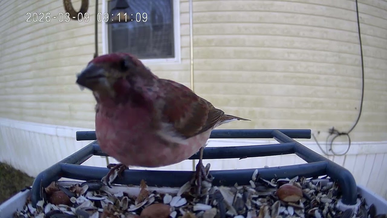 Bird of the day March 9th 2026