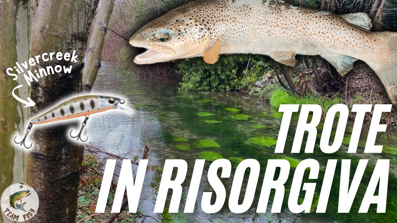 TROUT in the SPRING | Trout fishing with the MINNOW