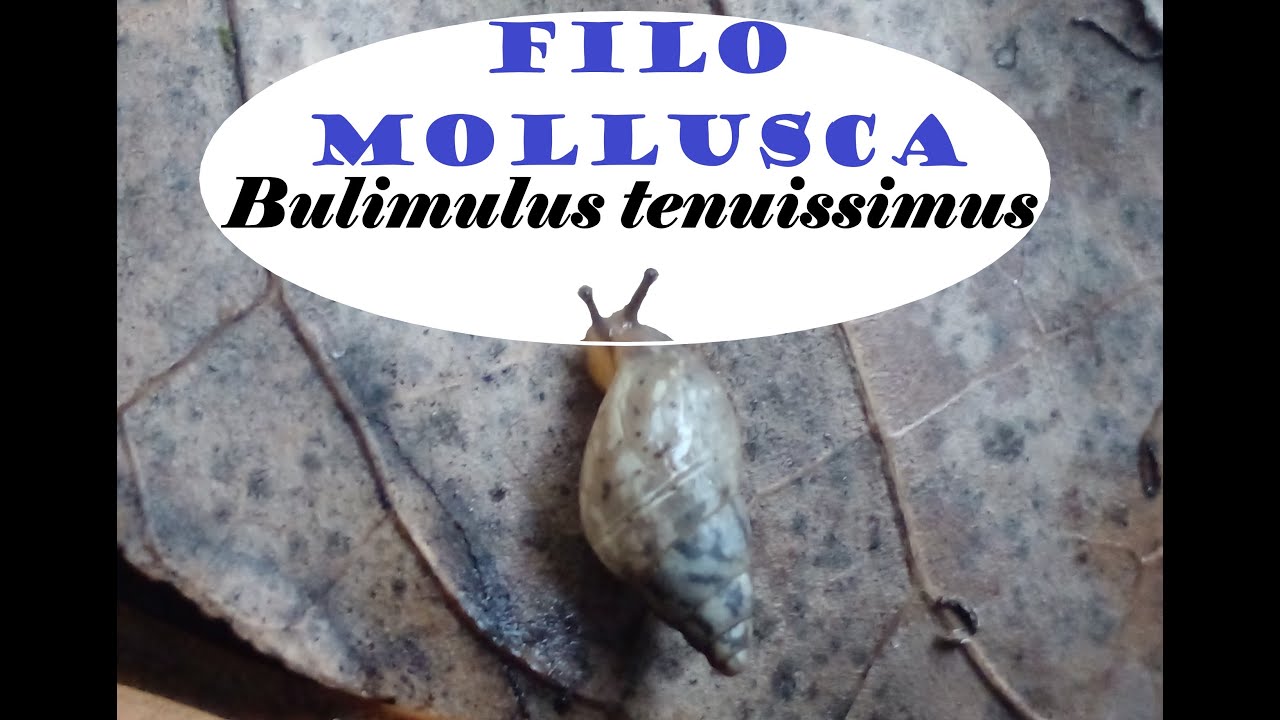 Bulimulus tenuissimus - Caracol terrestre.