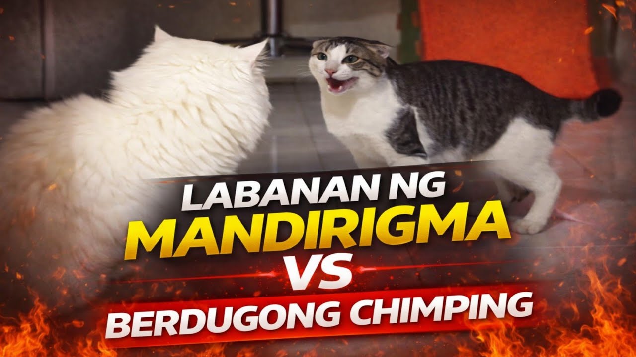 LABANAN NG MANDIRIGMA VS BERDUGONG CHIMPING! #funnycats #cat 