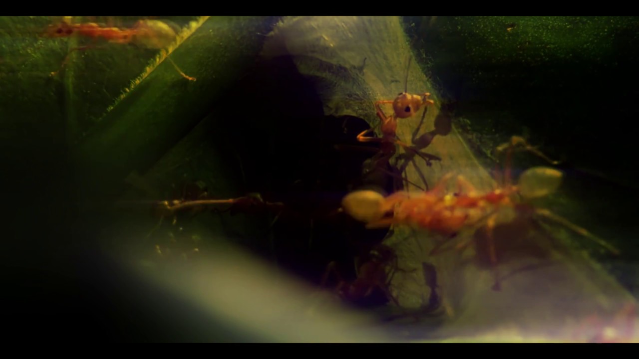 edIT - Ants (Music Video)